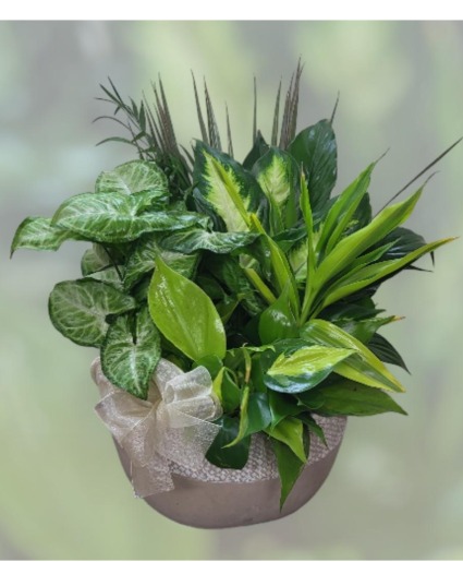 Garden Patch Dish Garden FHF-DG-654 Assorted Plants (local delivery only)