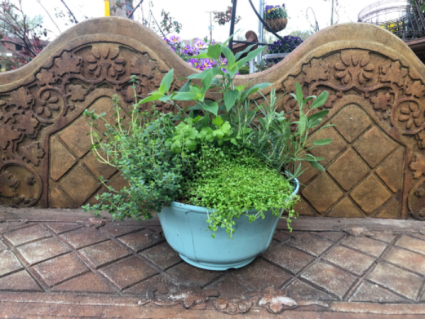 Garden plants Herbs from Roma Florist 
