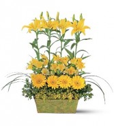 GARDEN ROWS 