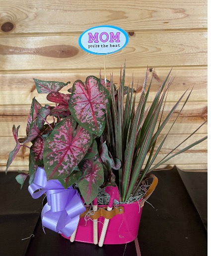 Gardeners Delight Plants