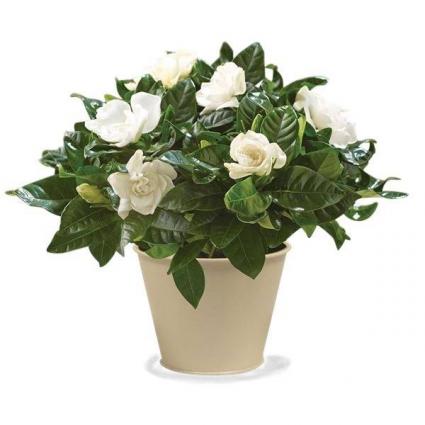 SOILD OUT Gardenia  Blooming Plant