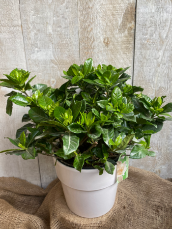 Gardenia plant