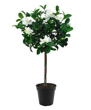 Gardenia Tree 