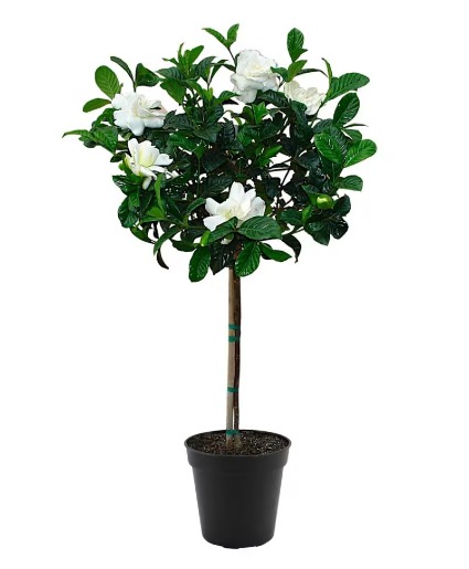 Gardenia Tree 