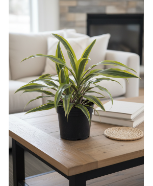 Genn Draceana Variagated ( Comes with ceramic pot) 