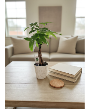 GENN Money Tree 