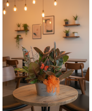 Genn Philodendron Orange 