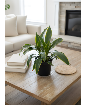 Genn Striped Draceana Plant ( With Ceramic Pot) 