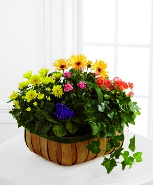 GENTLE BLOSSOMS BASKET 