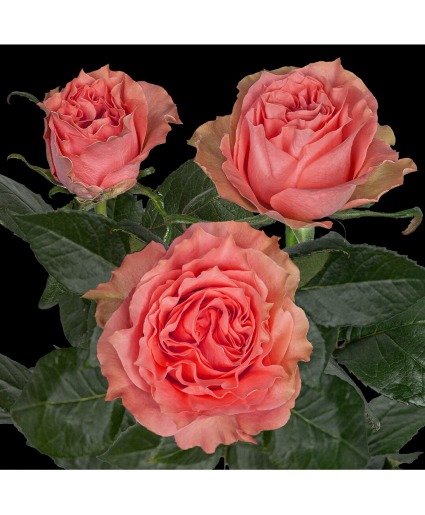 Lady's Crown roses Vase Arrangement 