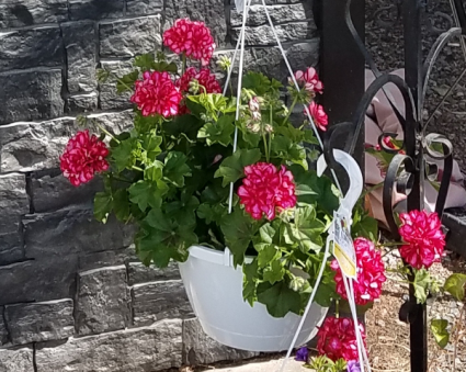 Geranium Hanging Basket 