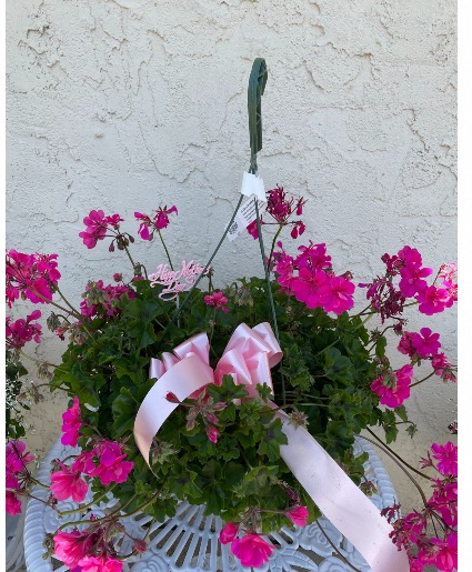 Geranium hanging basket  Plants