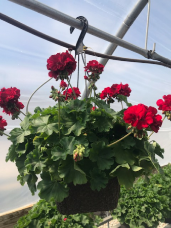 Geranium Hanging Basket Annual flowering plants