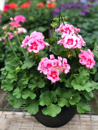 Geranium Hanging Basket- Assorted Colors Greenhouse