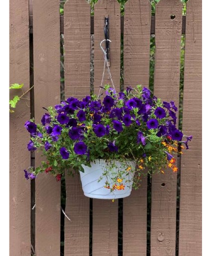 Color Parade Hanging Basket