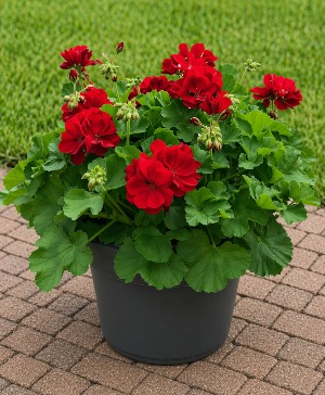 Geranium Patio Pot Annual flowering plants