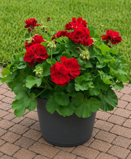 Geranium Patio Pot Annual flowering plants