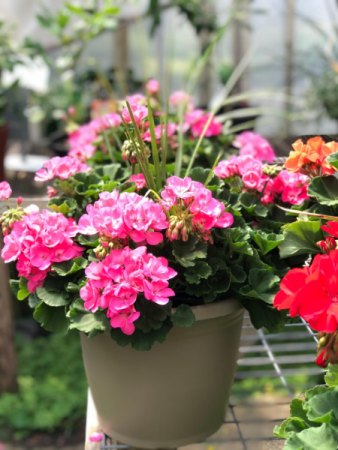 Geranium Patio Pot Greenhouse
