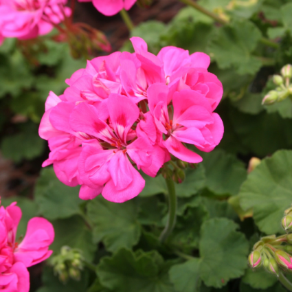 Geranium Plant Annual