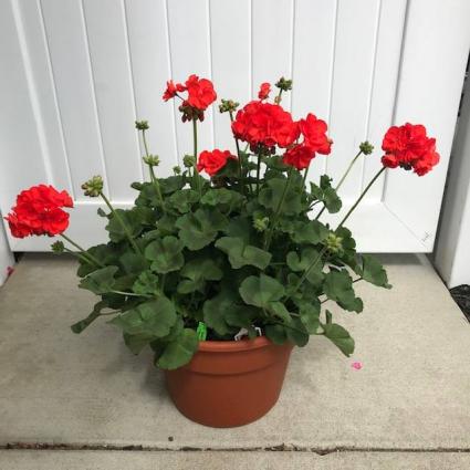 Large Geranium Planter Color Varies