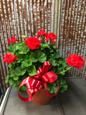 Geranium Planter Geranium Planter