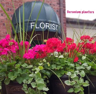 Geranium Planters Blooming plants
