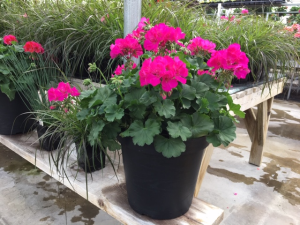 Plant - Geranium - potted Plant- outdoor sun