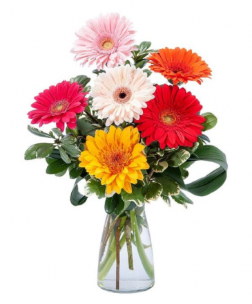 Gerber Daisies  in Presque Isle, ME | COOK FLORIST, INC.