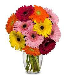 Gerber Daisy Medley 
