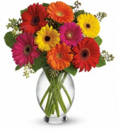 Gerbera Brights - 156 Vase Arrangement