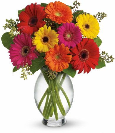Gerbera Brights T156-1