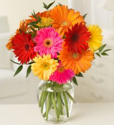 Gerbera Daisies 1 dozen in Vase