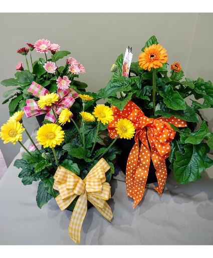 Gerbera Daisy Planter Plant