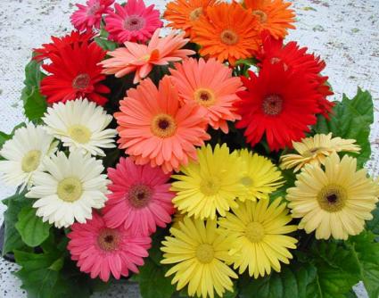 Gerbera Daisy Plants