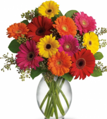 Gerbera Daisy Splash Clear glass cylinder vase