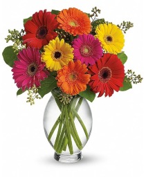 Gerbera Delight 