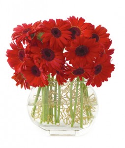 Gerbera Madness   