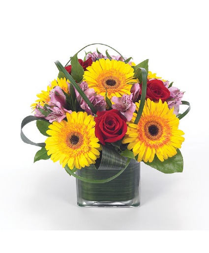 Gerbera Party 