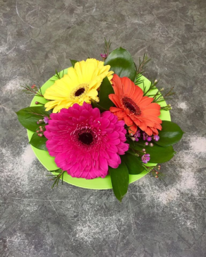 Gerbera pave Pave Arrangement