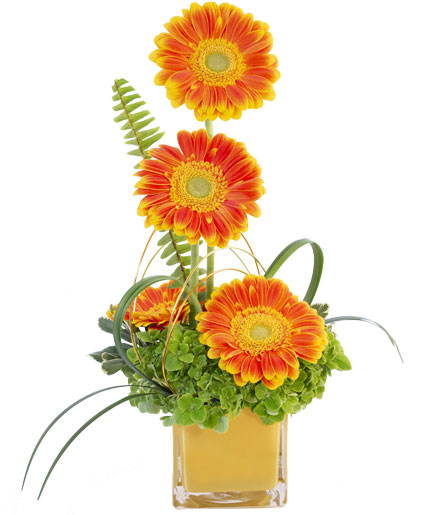 Gerbera Sunrise Floral Design