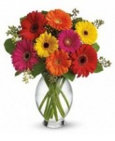 Daisy Splash Vase of Gerbera Daisy