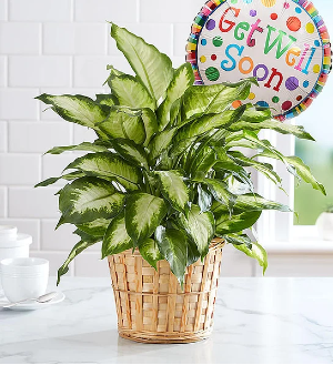 Get Well Plant 