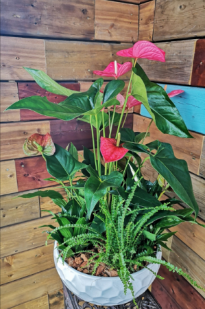 GIANT ANTHURIUM PLANTER