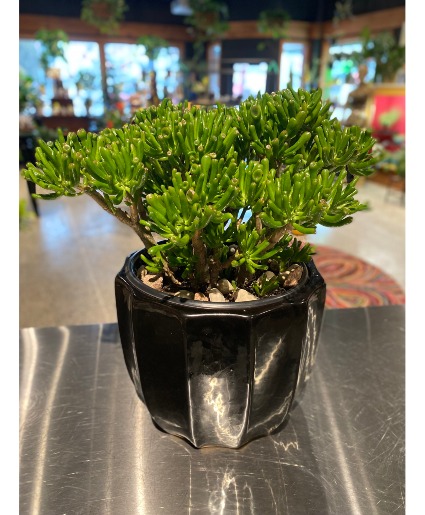 Giant Coral Jade  Rare & Unusual Succulent 