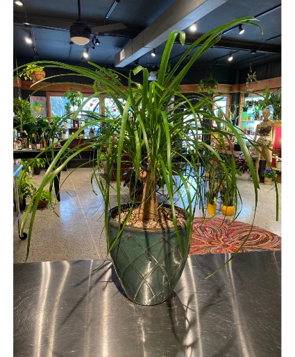 Giant Pony Tail Palm  Non Toxic Plant 