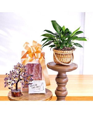 Gem Tree, Plant And Chocolates Gift Set 
