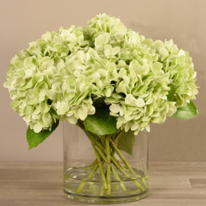 Give it to your friend Hydrangeas  Green hydrangeas 