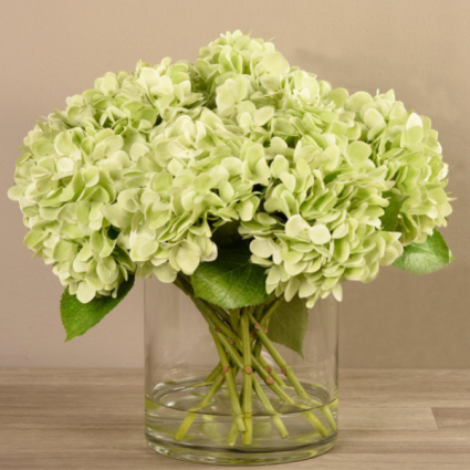 Give it to your friend Hydrangeas  Green hydrangeas 