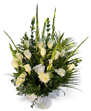 Gladiolus  