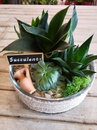 Glass bowl of succulents plant